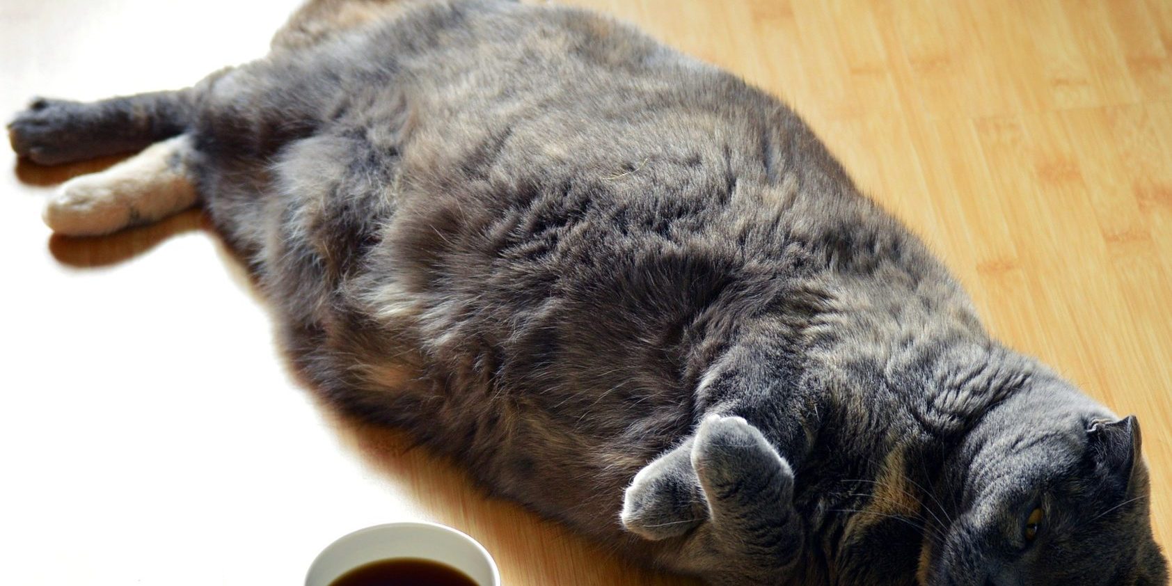 diabetes causes Overweight cat