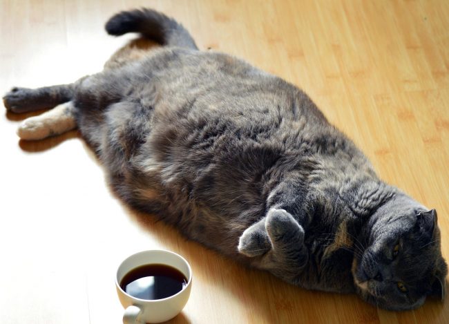 diabetes causes Overweight cat