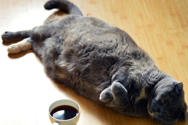 Overweight cat